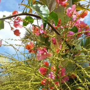 Le bougainvillier rose